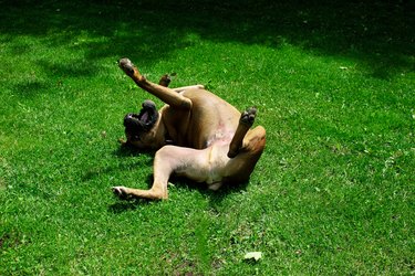 Bull mastiff dog lying on his back with open mouth rolling his eyeball