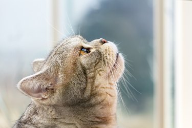 Grey Shorthair Scottish Tabby Cat Looking Up, profile view