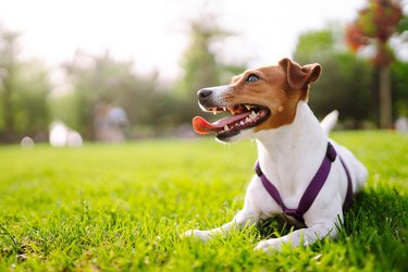 Happy active dog, jack russell playing in the park.