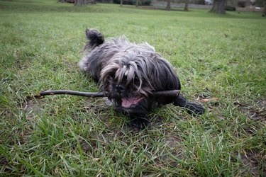 Shorkie Dog Chewing On A Stick