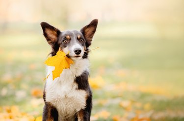 Border collie dog holding leaf in his mouth. Yellow leaf. Autumn concept. Autumn leaves. Fall season