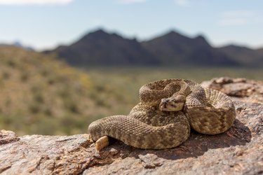 Desert Phase Black-tailed Rattlesnake (Crotalus molossus)
