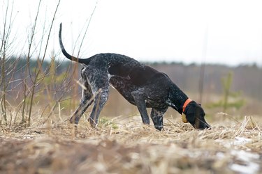 Young black and white Greyster dog posing outdoors wearing an orange collar with a yellow GPS tracker on it walking in a field and hunting in spring