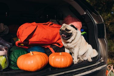Happy smiling pug having fun weekend outdoors during autumn time