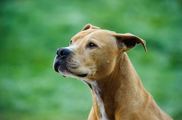 American Staffordshire Terrier  Temperament, Weight, & Facts