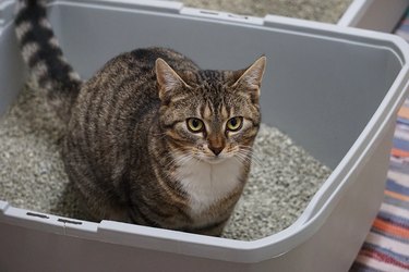 a small beautiful cat is sitting in the litter box