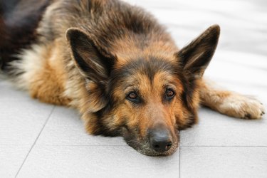 German Shepherd dog is lying, bored, looking at the camera