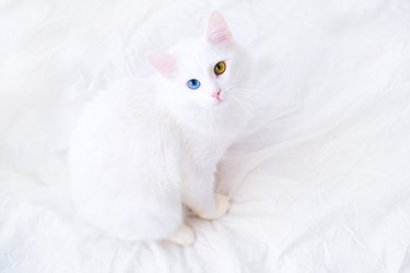 White cat with different color eyes looking up at camera. on white bed. Turkish angora with blue and green eye. Adorable domestic pets, heterochromia