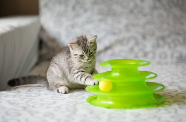 kitten play with a cat toy