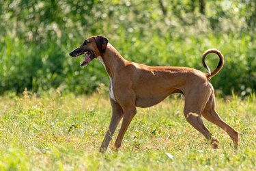 azawakh running lure coursing competition on field