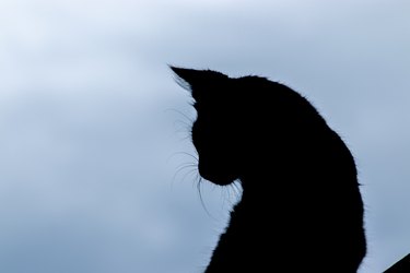 Cat in silhouette looking to the side against a cloudy sky.