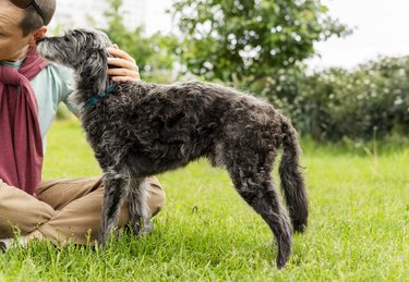 young man petting mixed breed gray fluffy senior dog bedlington terrier whippet on green grass pets adoption care and walking dog pet love