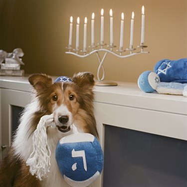 Shetland Sheepdog wearing a yarmulke with a plush dreidel in their mouth, and a lit Hanukkah menorah behind them.