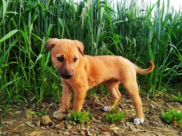 Adorable puppy standing in the green grass