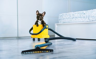 A French Bulldog sits on a vacuum cleaner on the floor next to a bed