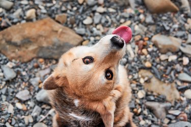 Dog is enjoying life and looks up with brown intelligent eyes and pink tongue sticking out. Corgi on pebble beach. Charming portrait of Pembroke tricolor Welsh corgi from unusual angle top view.