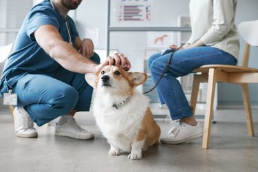 Corgi dog enjoying cuddle of vet doctor sitting on squats in front of pet owner