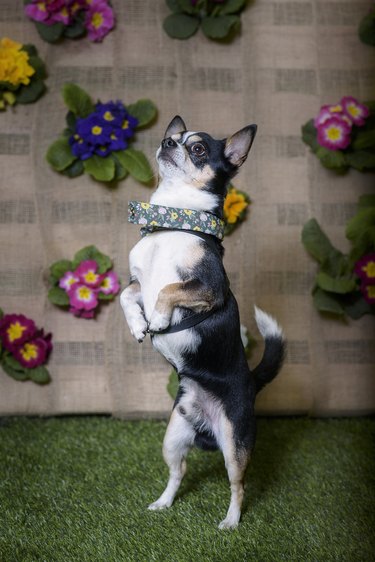 Portrait of a Chihuahua purebred dog with flowers in the background