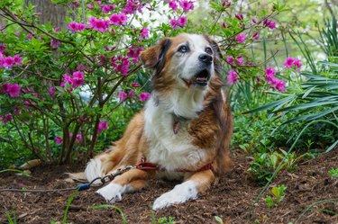 Older dog laying down underneath a flowering azalea in Spring