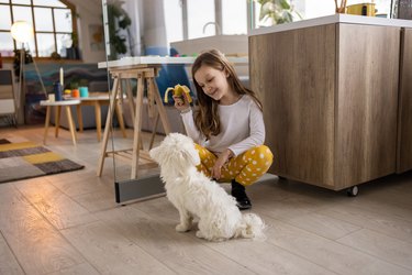 Caucasian girl playing with her Maltese puppy in the kitchen