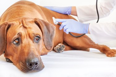 Veterinarian doctor making check-up of Rhodesian ridgeback dog with stethoscope. Medical treatment in vet clinic