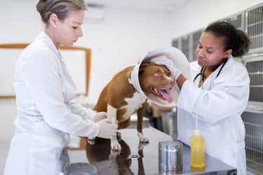 Veterinarians putting cone collar on dog and bandaging its leg