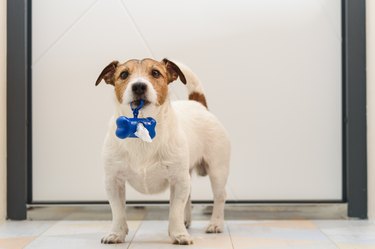 Dog in front of white door holding bag dispenser for dog poop to remind parent to take it to walk