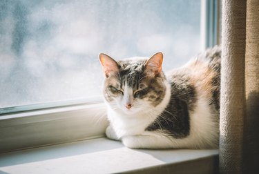 A cute domesticated cat asleep on a window sill.