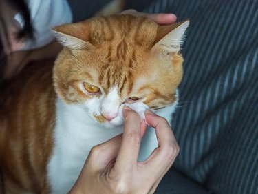 Ginger and white tabby cat having eyes gently wiped