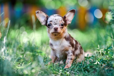 Chihuahua puppy, little dog in garden