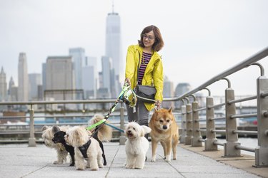 Latino woman dog walker