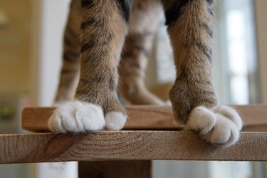 Polydactyl toed cat