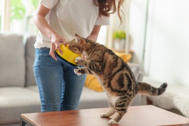Woman feeding her cat at home.