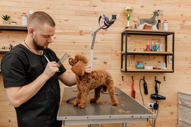 Professional male groomer making haircut of poodle teacup dog at grooming salon with professional equipment