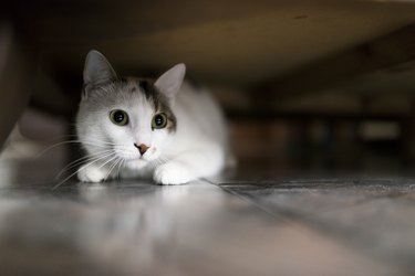 Cute white kitten under the bed