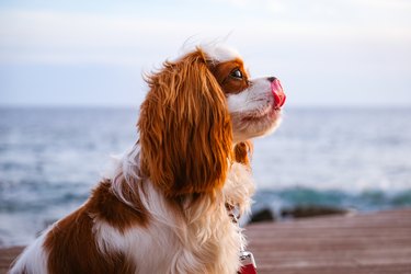 A cavalier King Charles Spaniel with their tongue out while sitting on the beach.