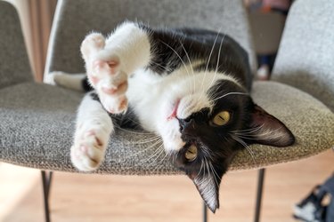 Cute cat stretching on chair