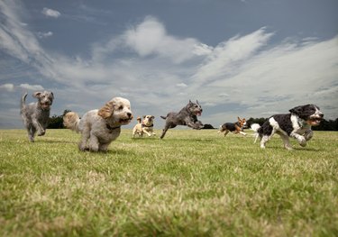 Dogs chasing each other, left to right: Irish Wolfhound, Petit Basset Griffon Vendeen, Swedish Vallhund, Irish Wolfhound, Beagle, Spinone Italiano