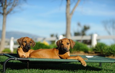 Dogs Relaxing On Bed