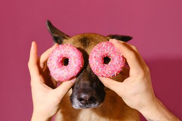 Portrait of German Shepherd on pink studio background with two sweet donuts. Harmful fatty food, dangerous for dogs. Human's hands hold buns in glaze near dog's face.
