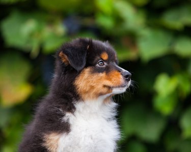 Black tricolor Australian Shepherd puppy in the park with flowers