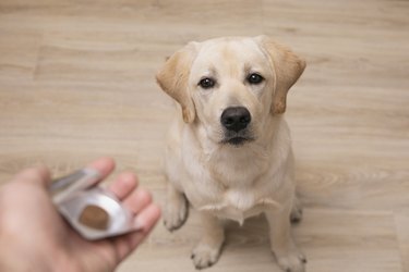 Man vet giving pill to obedient dog. veterinary medicine, pet, animals, health care concept