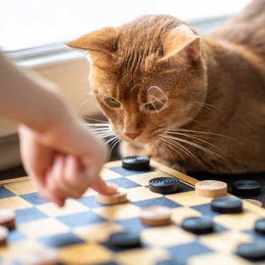 cat and checkers