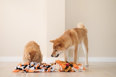 Competition Between A Cat And A Dog. Finding Treats In Homemade Educational Snuffle Mats For Pets.