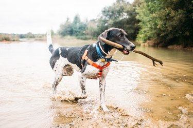 Dog playing fetching a stick in water