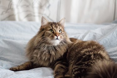 Brown Maine coon cat on a bed and loooking up.