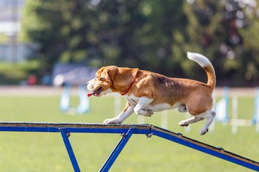 Beagle walking on dog walk in agility competition