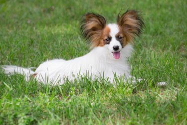 Cute papillon puppy is lying on a green grass in the summer park. Pet animals.