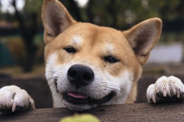 playing dog of the shiba inu breed