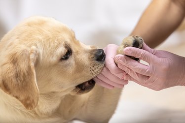 Cute labrador puppy dog getting bandage on its paw at veterinary doctor